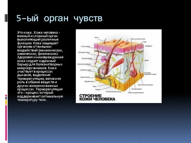 5–ый орган чувств Это кожа . Кожа человека - важный и сложный