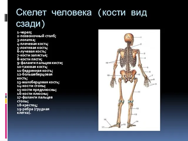 Скелет человека (кости вид сзади) 1-череп; 2-позвоночный столб; 3-лопатка; 4-плечевая кость; 5-локтевая