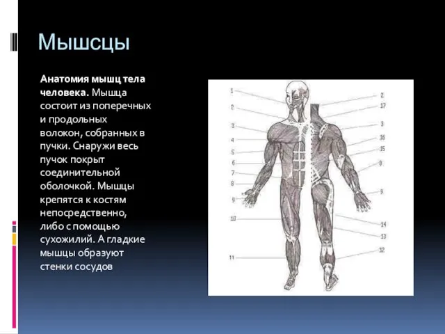 Мышсцы Анатомия мышц тела человека. Мышца состоит из поперечных и продольных волокон,