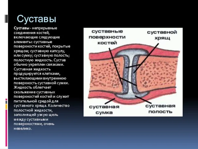 Суставы Суставы - непрерывные соединения костей, включающие следующие элементы: суставные поверхности костей,