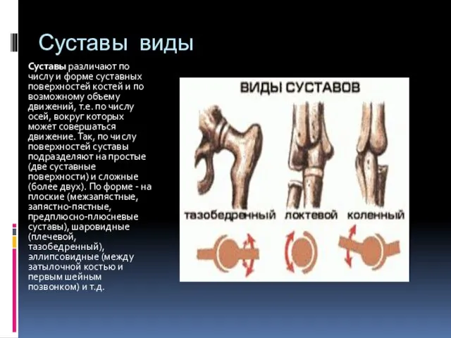 Суставы виды Суставы различают по числу и форме суставных поверхностей костей и