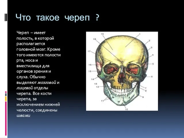 Что такое череп ? Череп – имеет полость, в которой располагается головной