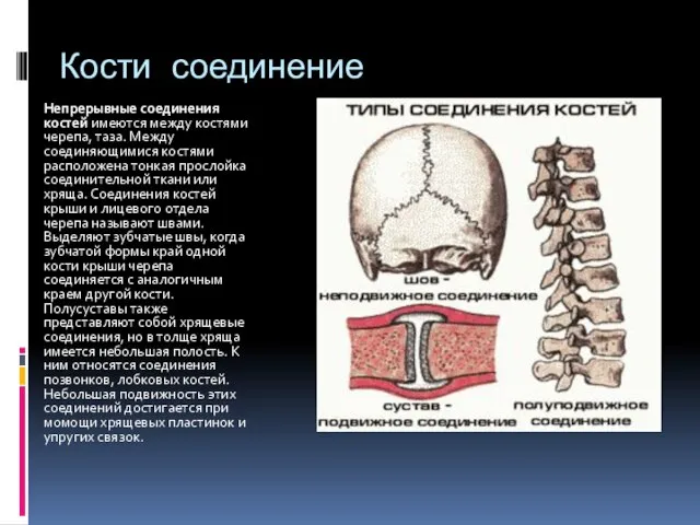 Кости соединение Непрерывные соединения костей имеются между костями черепа, таза. Между соединяющимися