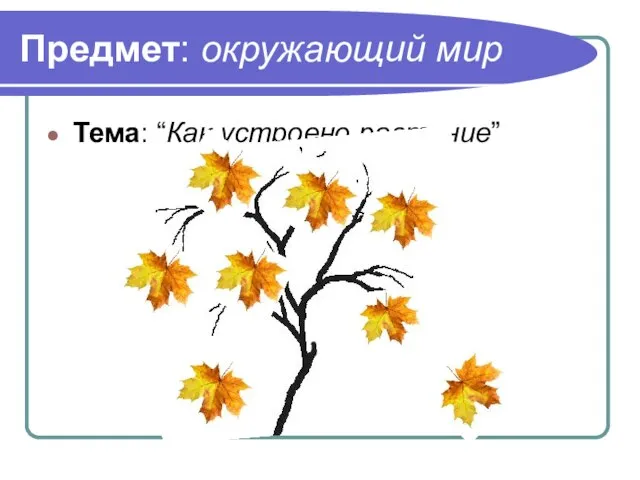 Предмет: окружающий мир Тема: “Как устроено растение”