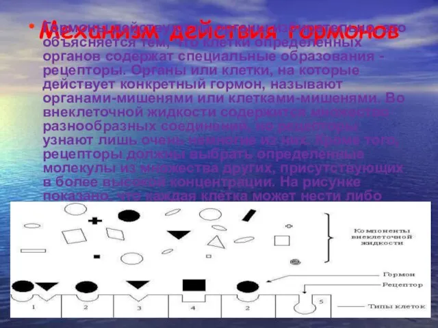 Механизм действия гормонов Гормоны действуют на органы избирательно, это объясняется тем, что