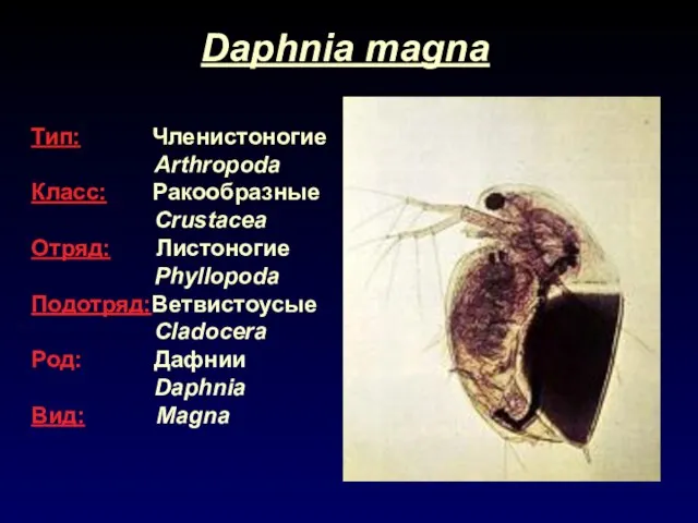 Тип: Членистоногие Arthropoda Класс: Ракообразные Crustacea Отряд: Листоногие Phyllopoda Подотряд:Ветвистоусые Cladocera Род: Дафнии Daphnia Вид: Magna
