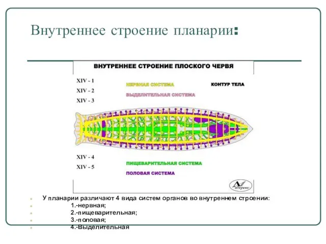 Внутреннее строение планарии: У планарии различают 4 вида систем органов во внутреннем