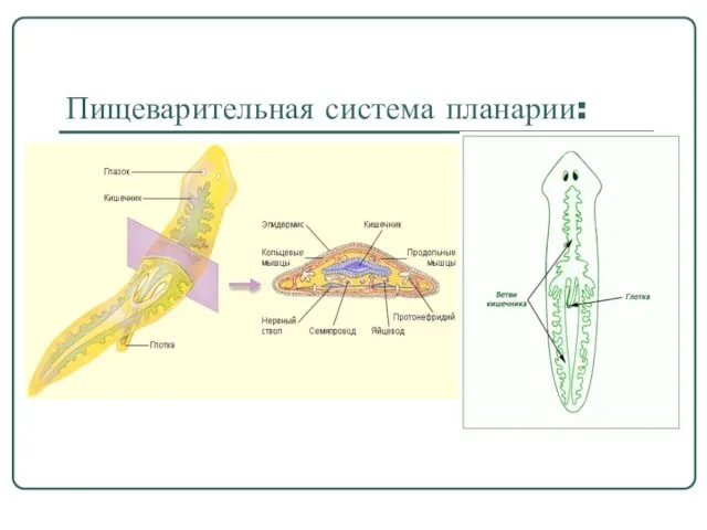 Пищеварительная система планарии: