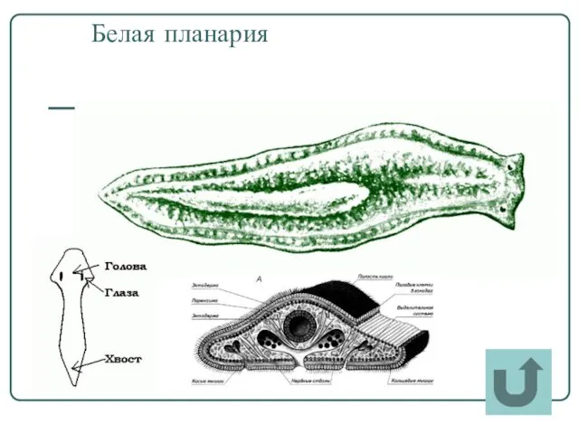 Белая планария