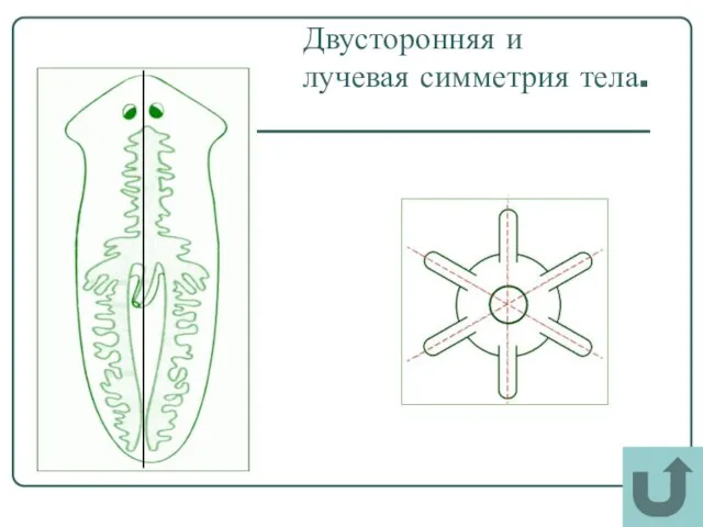 Двусторонняя и лучевая симметрия тела.