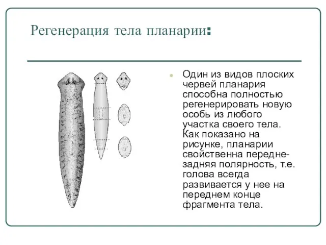 Регенерация тела планарии: Один из видов плоских червей планария способна полностью регенерировать