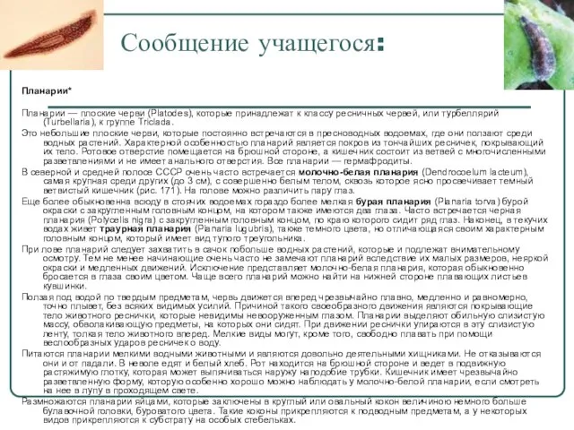 Сообщение учащегося: Планарии* Планарии — плоские черви (Platodes), которые принадлежат к классу