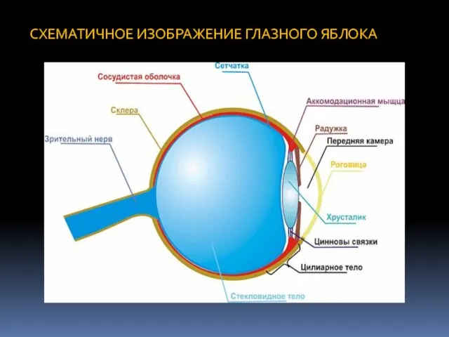 СХЕМАТИЧНОЕ ИЗОБРАЖЕНИЕ ГЛАЗНОГО ЯБЛОКА