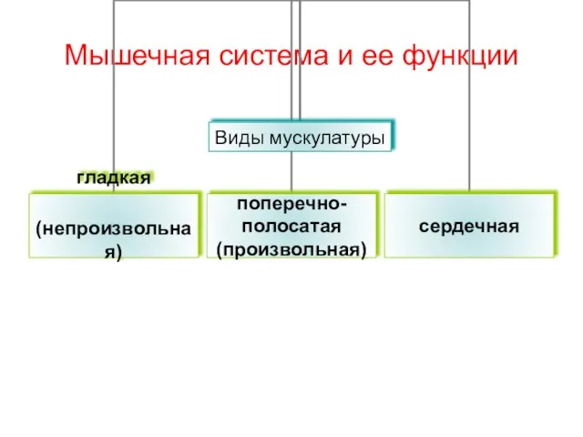 Мышечная система и ее функции