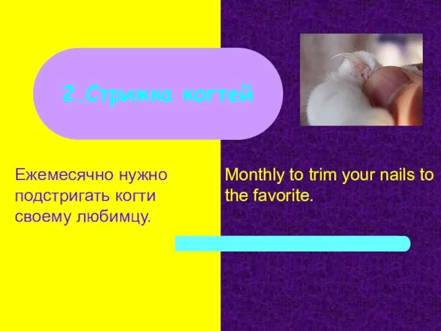 Ежемесячно нужно подстригать когти своему любимцу. 2.Стрижка когтей Monthly to trim your nails to the favorite.