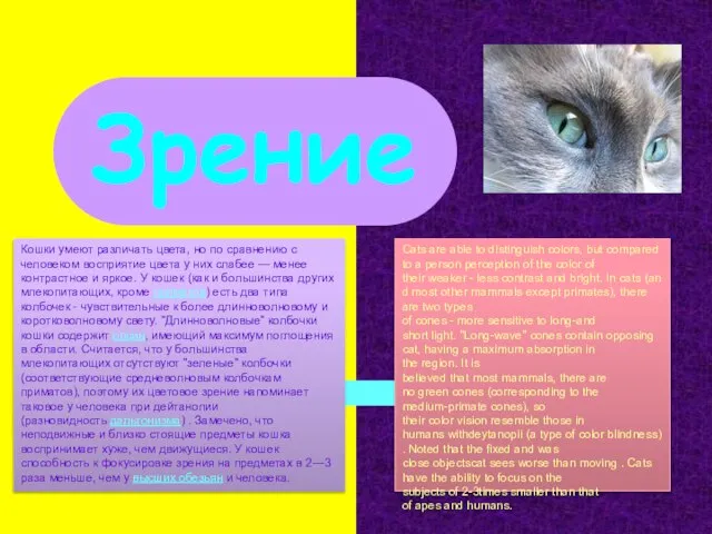 Зрение Cats are able to distinguish colors, but compared to a person