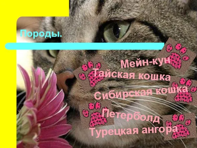 Породы. Мейн-кун Тайская кошка Сибирская кошка Петерболд Турецкая ангора