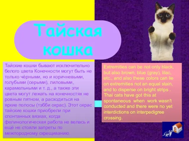 Тайская кошка Extremities can be not only black, but also brown, blue