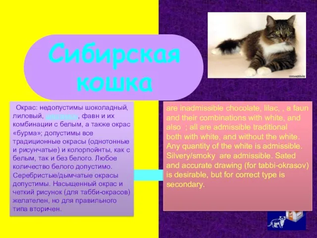 Сибирская кошка . Окрас: недопустимы шоколадный, лиловый, циннамон, фавн и их комбинации