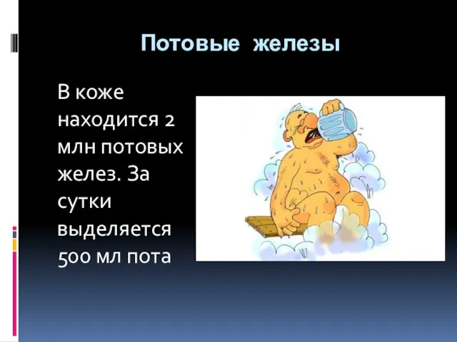 Потовые железы В коже находится 2 млн потовых желез. За сутки выделяется 500 мл пота