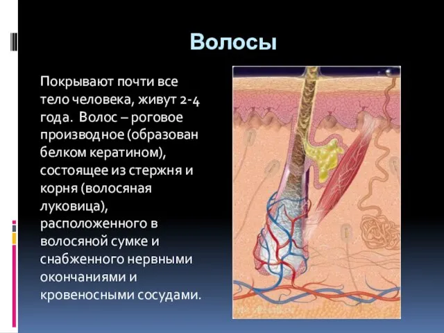 Волосы Покрывают почти все тело человека, живут 2-4 года. Волос – роговое