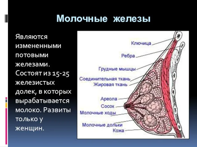 Молочные железы Являются измененными потовыми железами. Состоят из 15-25 железистых долек, в