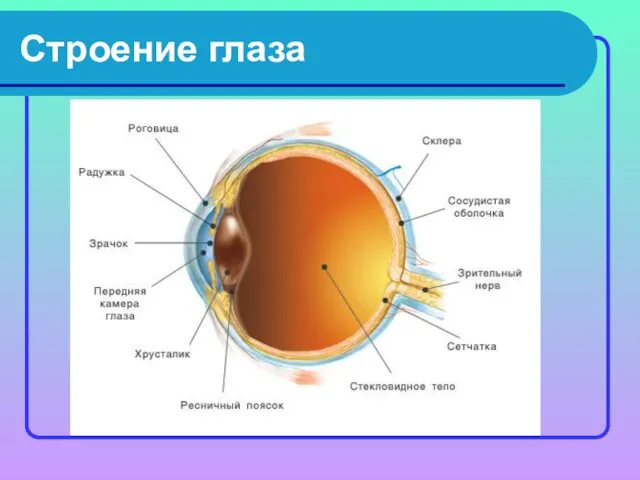 Строение глаза