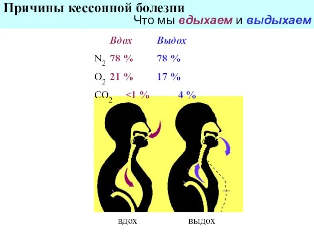 Причины кессонной болезни Что мы вдыхаем и выдыхаем