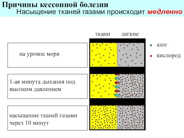 на уровне моря 1-ая минута дыхания под высоким давлением насыщение тканей газами