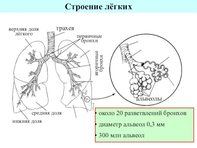 Строение лёгких трахея первичные бронхи верхняя доля лёгкого нижняя доля средняя доля