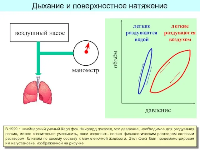 Дыхание и поверхностное натяжение В 1929 г. швейцарский ученый Карл фон Нииргард