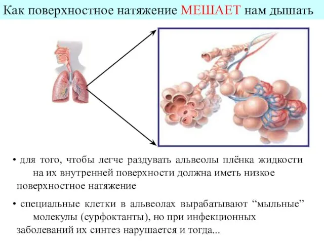 Как поверхностное натяжение МЕШАЕТ нам дышать для того, чтобы легче раздувать альвеолы