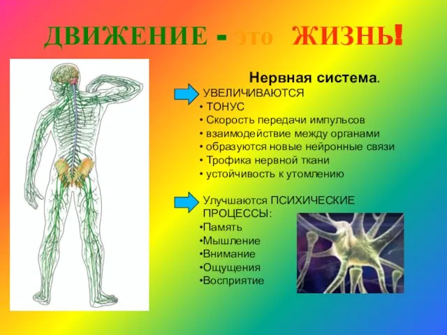 ДВИЖЕНИЕ - это ЖИЗНЬ! Нервная система. УВЕЛИЧИВАЮТСЯ ТОНУС Скорость передачи импульсов взаимодействие