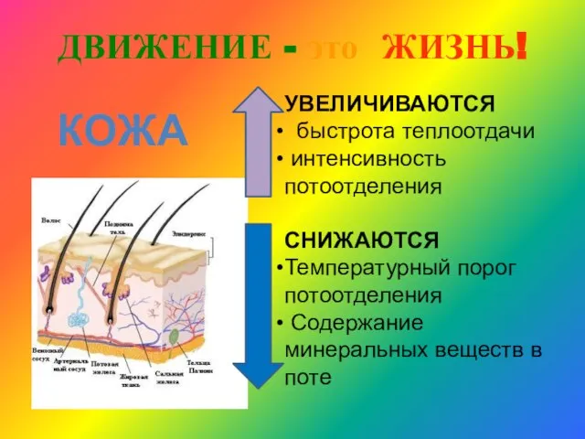 ДВИЖЕНИЕ - это ЖИЗНЬ! УВЕЛИЧИВАЮТСЯ быстрота теплоотдачи интенсивность потоотделения СНИЖАЮТСЯ Температурный порог