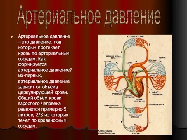 Артериальное давление – это давление, под которым протекает кровь по артериальным сосудам.