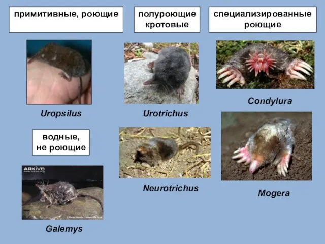 примитивные, роющие Uropsilus водные, не роющие Galemys полуроющие кротовые Urotrichus Neurotrichus специализированные роющие Condylura Mogera