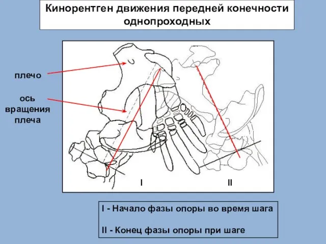 Кинорентген движения передней конечности однопроходных I - Начало фазы опоры во время