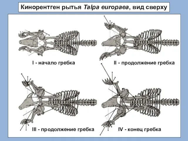 I - начало гребка Кинорентген рытья Talpa europaea, вид сверху III -