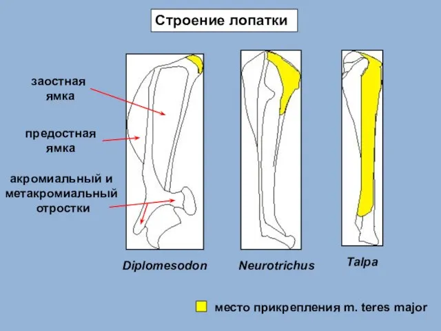 Diplomesodon Neurotrichus Talpa Строение лопатки место прикрепления m. teres major заостная ямка