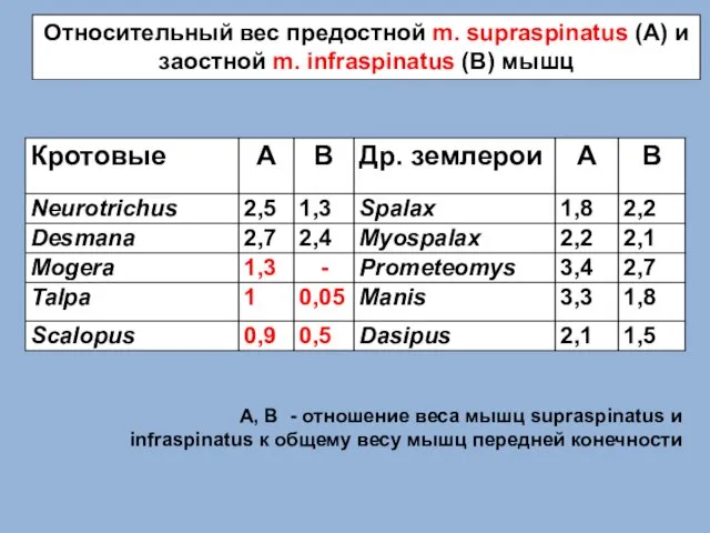 Относительный вес предостной m. supraspinatus (A) и заостной m. infraspinatus (B) мышц