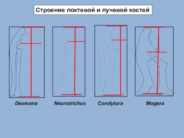 Строение локтевой и лучевой костей Desmana Neurotrichus Condylura Mogera