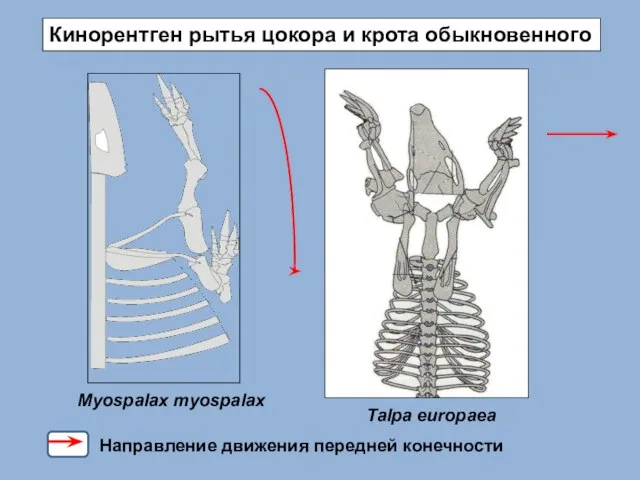 Кинорентген рытья цокора и крота обыкновенного Myospalax myospalax Talpa europaea Направление движения передней конечности