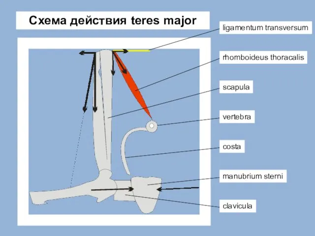 rhomboideus thoracalis scapula clavicula manubrium sterni vertebra costa Схема действия teres major ligamentum transversum