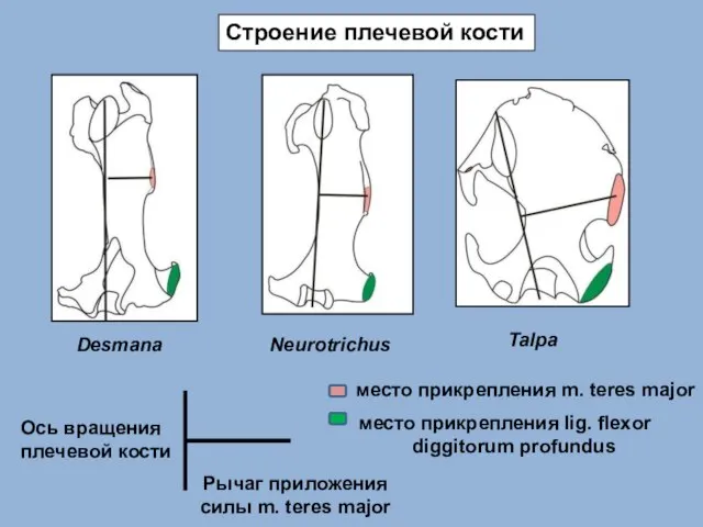 Строение плечевой кости Talpa Neurotrichus Desmana Ось вращения плечевой кости Рычаг приложения