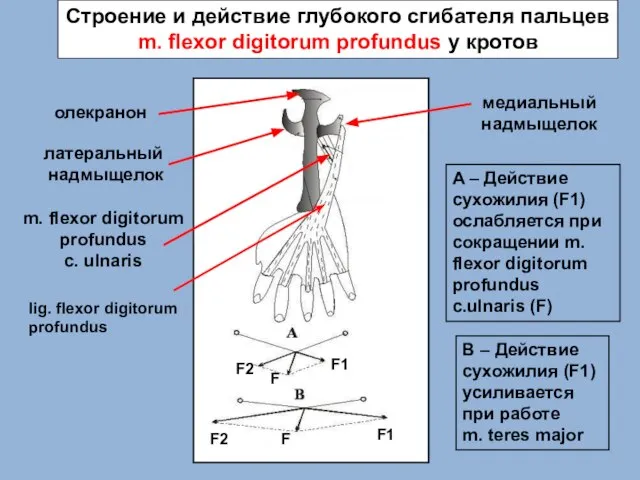 медиальный надмыщелок A – Действие сухожилия (F1) ослабляется при сокращении m. flexor