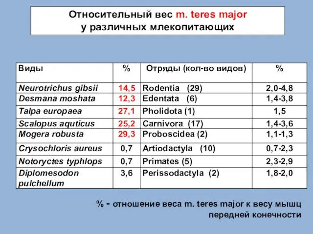 Относительный вес m. teres major у различных млекопитающих % - отношение веса