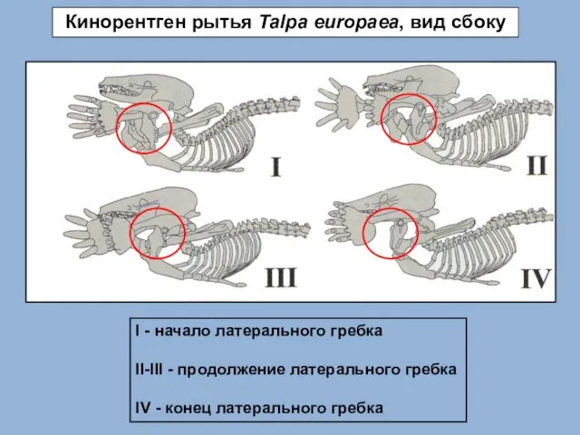 Кинорентген рытья Talpa europaea, вид сбоку I - начало латерального гребка II-III