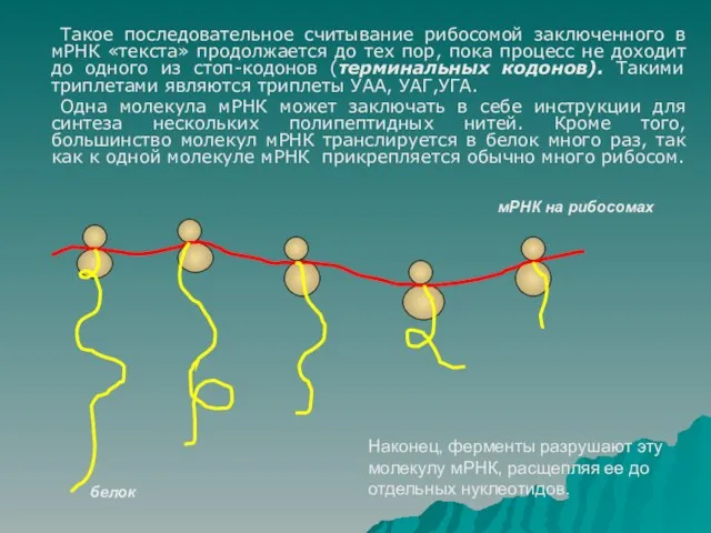 Такое последовательное считывание рибосомой заключенного в мРНК «текста» продолжается до тех пор,