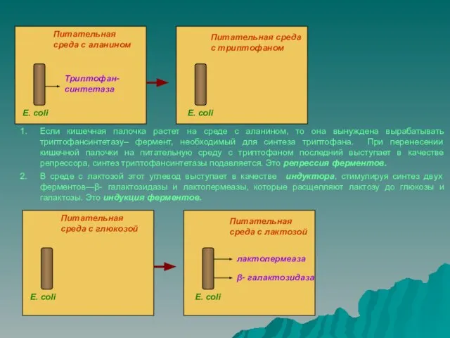 Питательная среда с аланином Питательная среда с триптофаном E. coli E. coli