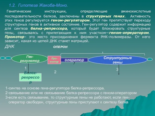 блокированы Структурные гены 1.2. Гипотеза Жакоба-Моно. Генетические инструкции, определяющие аминокислотные последовательности белков,